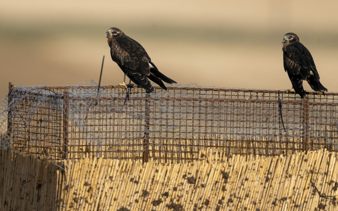 Deux jeunes Busards cendrés perchés sur une cage de protection au milieu des chaumes de céréales.