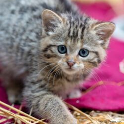 Un jeune Chat forestier au CSFL