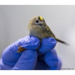 Deux roitelets huppés en soins : 5 grammes de plumes, un voyage colossal